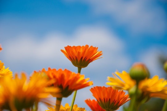 Fototapeta Orange flowers against the blue sky.