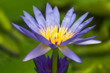blue  water lily