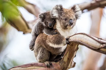 Stickers pour porte Koala Koala