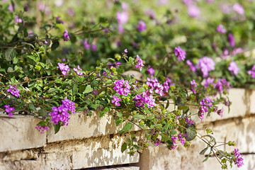 Fototapeta na wymiar Spring flowers in Israel
