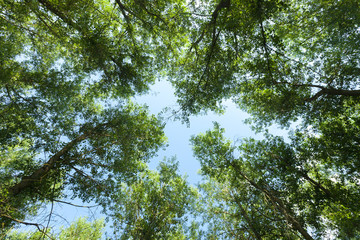 Nature. Forest