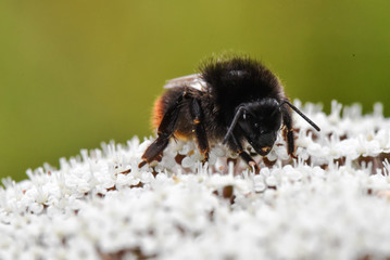 Bumble Bee on White Flowers