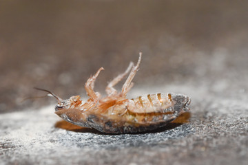 Dubia Roach playing dead