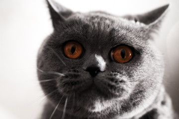 Surprised muzzle of gray British cat