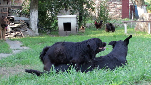 pairing black dogs/summer mating dog on the grass black dog breed