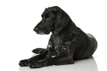 Deutsch Kurzhaar Hündin