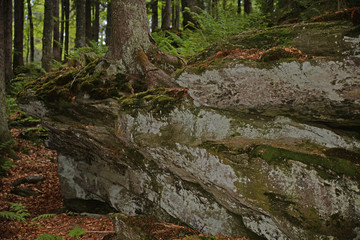 Baum im Bayrischen Wald