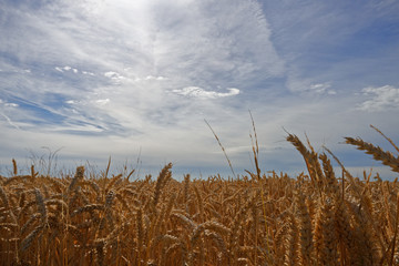 Wheat in a Field - Close up