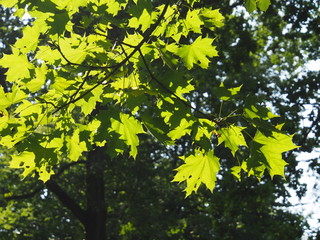 Ahorn-Zweig im Tiergarten