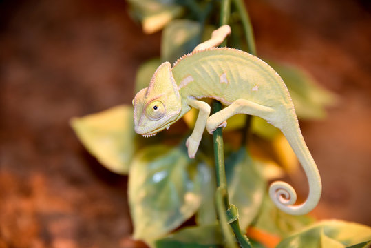 Chameleon on a plant stem