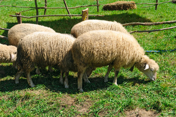 Sheep on meadow
