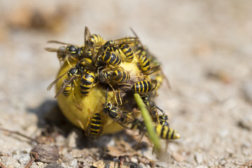 Wasps on the fruits