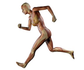Donna corpo anatomia fitness, muscoli e scheletro