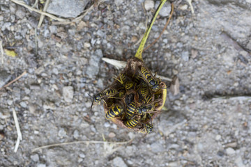 Wasps on the fruits