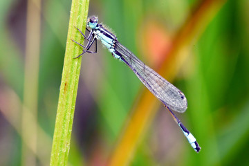 Blue-tailed damselfly female on stem