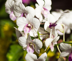 white with purple orchid flowers