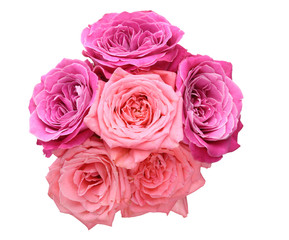 薔薇