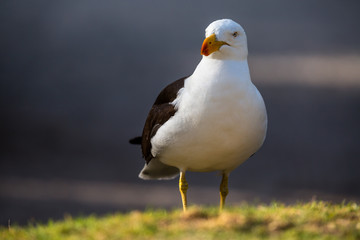 Australische Dickschnabelmöwe