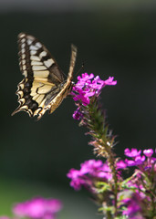 Obraz premium la montagne