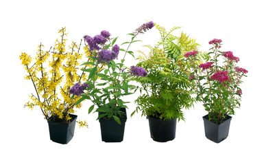 Shrubs in containers on a white background