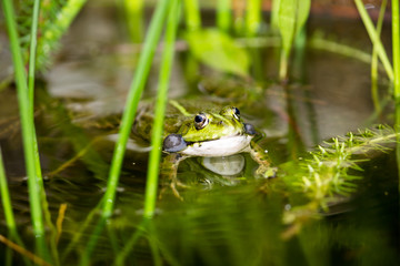 Frosch