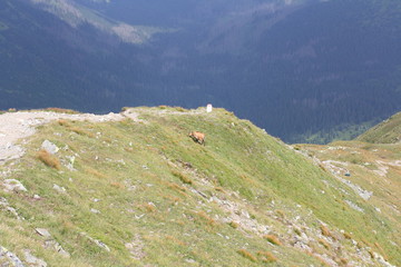 mountain goat