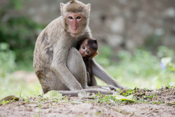 Fototapeta premium サルの親子の愛