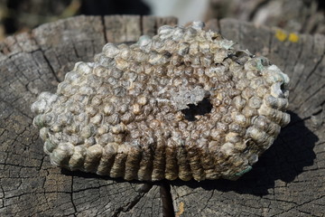 Hornet's nest, bottom view