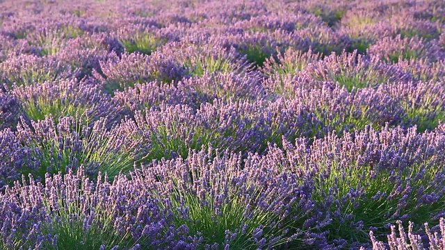 Lavender flower blooming scented fields