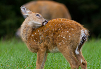 Whitetail deer fawn with spots licking its fur