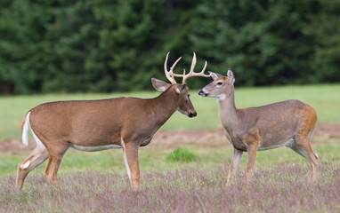 Whitetail deer doe and buck approach each other in an open field.