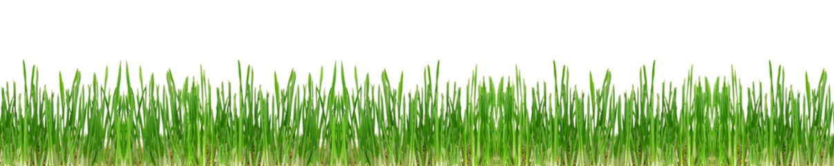 Green grass