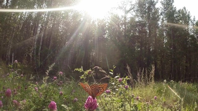 butterfly on a pink clover nectar drink in the sun in the forest
