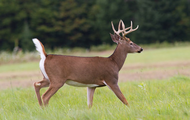 Tropy whitetail deer buck trotting across an open field. - obrazy, fototapety, plakaty