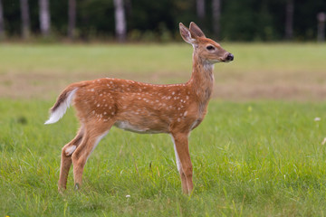 Whitetail deer fawn with spots standing in a meadow.