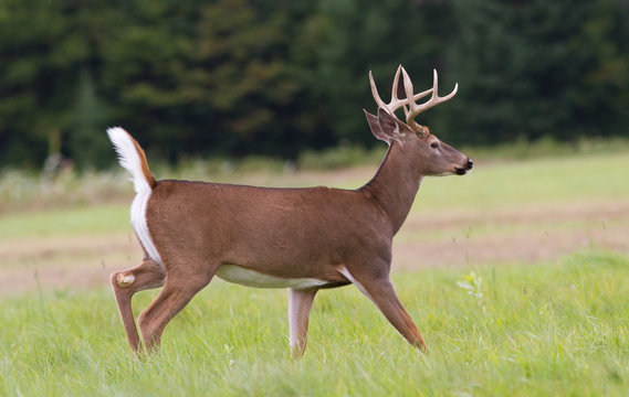 Fototapeta Tropy whitetail deer buck trotting across an open field.