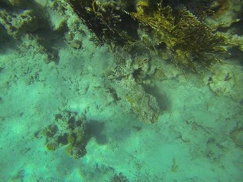 Arothron diadematus, Pufferfish, chaetodon paucifasciatus, pomacentrus sulfureus, acanthurus gahhm, black diadema setosum, polyps, brain corals, acropora, porites