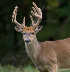 Portrait of a trophy whitetail deer buck.