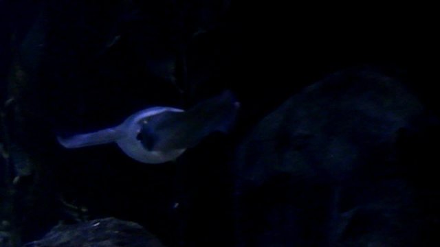 Squid swimming underwater at night
