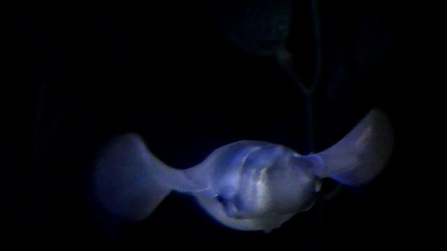 Squid in blue light on black background