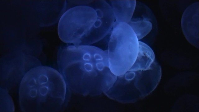 Jellyfish on black background in blue light