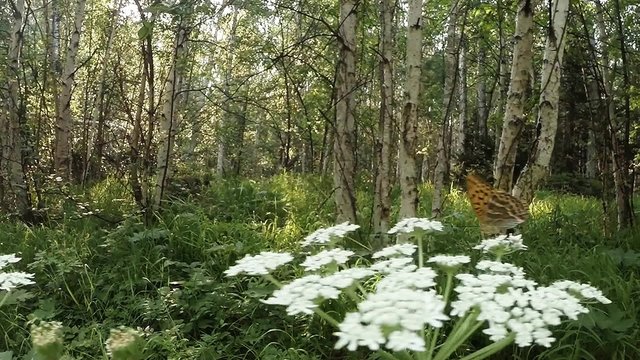spotted butterflies flying over a huge white flower in the forest sun,  beetle
