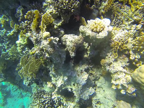 Hound needlefish, yellow Pomacentrus sulfureus, black Diadema setosum, polyps, brain corals, Acropora, Porites corals underwater life
