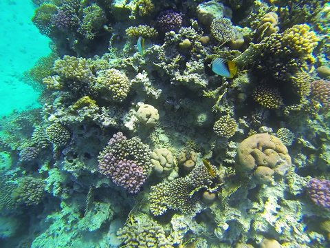 Pair of chaetodon auriga, yellow pomacentrus sulfureus, black diadema setosum, polyps, brain corals, acropora, porites corals underwater life