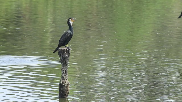 杭にとまるカワウ（河鵜）｜風景を丁寧に捉えた映像