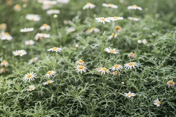 beautiful flowers, vintage style.