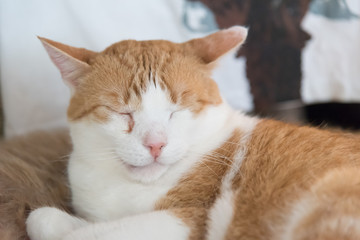 Fototapeta na wymiar Cat sleeping with smile on its face