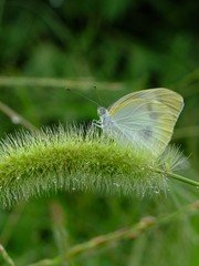 on the fox tail grass