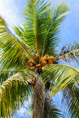 Fototapeta premium Coconut tree fruit in Thailand