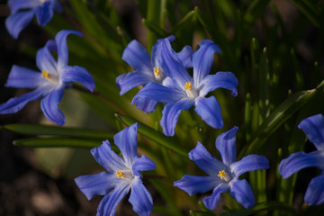 Chionodoxa Glory of the Snow blue spring flowers